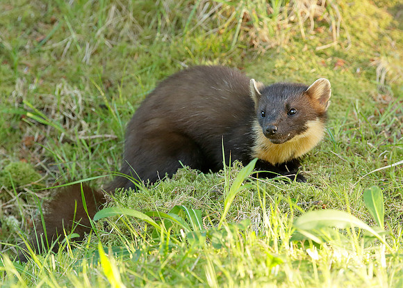 Pine Marten Martes martes