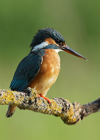 Kingfisher Alcedo atthis