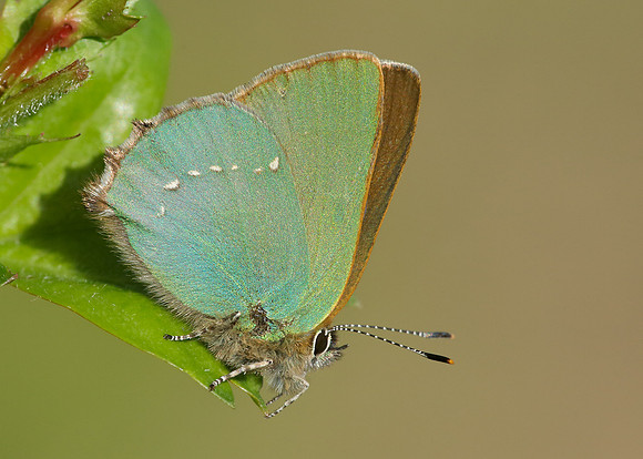 Green Hairstreak Callophrys rubi