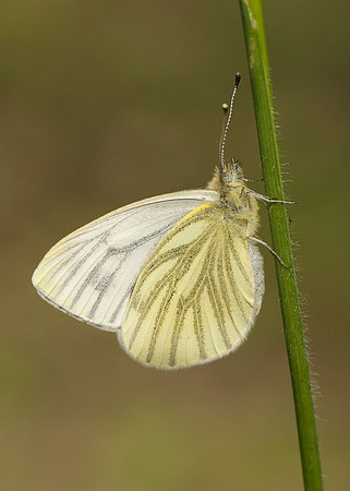 Green-veined White Pieris napi