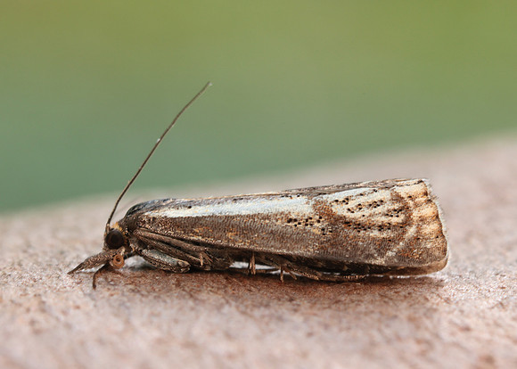 63.107 BF1321 Thisanotia chrysonuchella