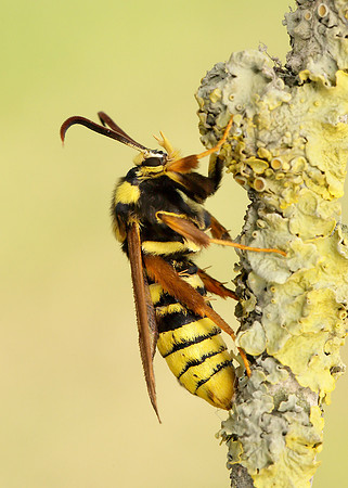52.002 BF0370 Hornet Moth Sesia apiformis