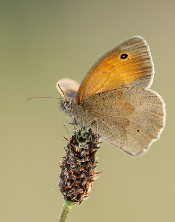 Meadow Brown Maniola jurtina