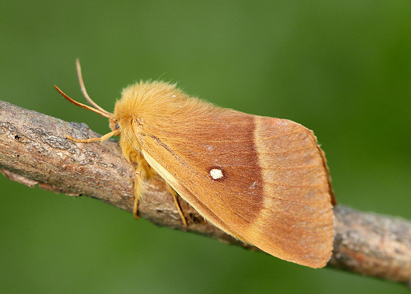 66.007 BF1637 Oak Eggar Lasiocampa quercusercus