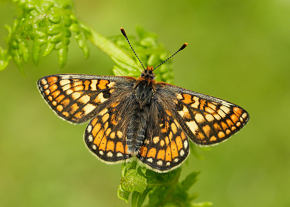 Marsh Fritillary Euphydryas aurinia