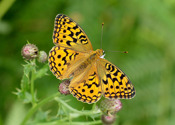 High Brown Fritillary Argynnis adippe