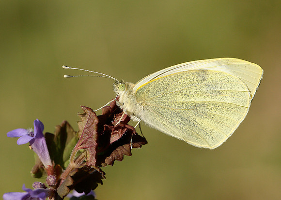 Large White Pieris brassicae