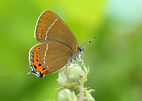 Black Hairstreak Satyrium pruni