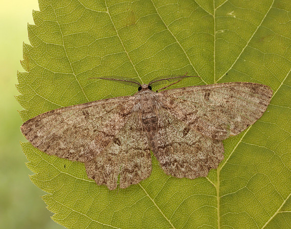 70.268 BF1944 Pale Oak Beauty Hypomecis punctinalis