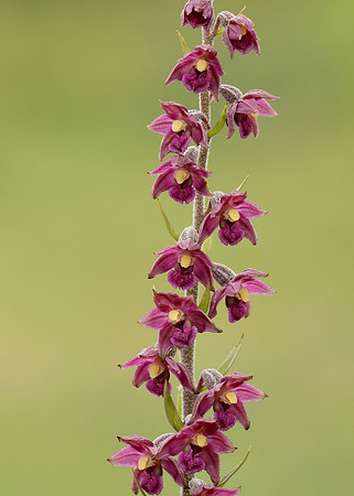 Dark Red Helleborine Epipactis atrorubens