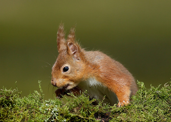 Red Squirrel Sciurus vulgaris