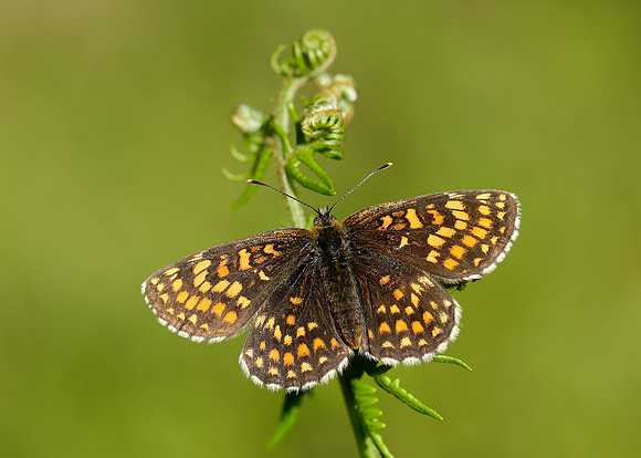 Heath Fritillary Melitaea athalia