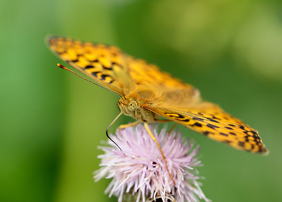 High Brown Fritillary Argynnis adippe