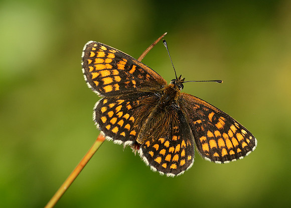 Heath Fritillary Melitaea athalia