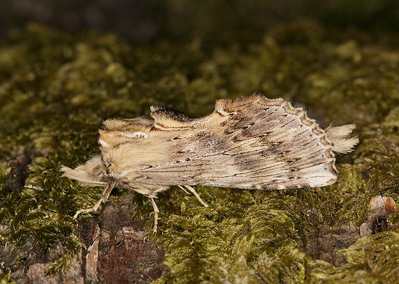 71.020 BF2011 Pale Prominent Pterostoma palpina