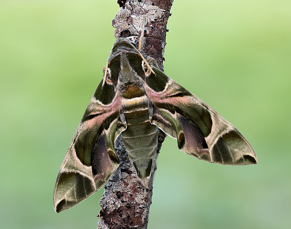 69.011 BF1985 Oleander Hawk-moth Daphnis nerii
