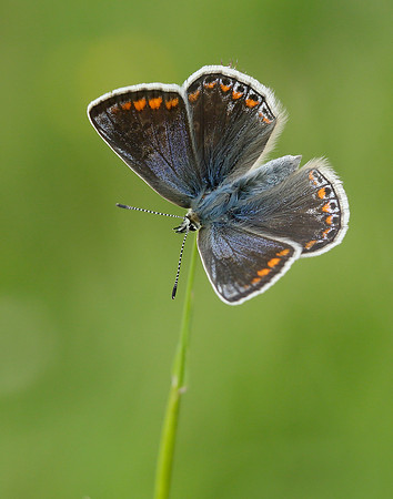 Common Blue Polyommatus icarus