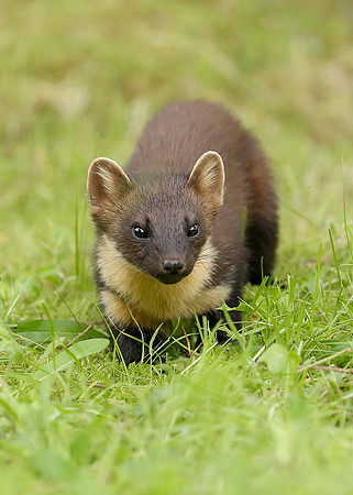 Pine Marten Martes martes