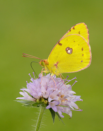 Clouded Yellow Colias croceus