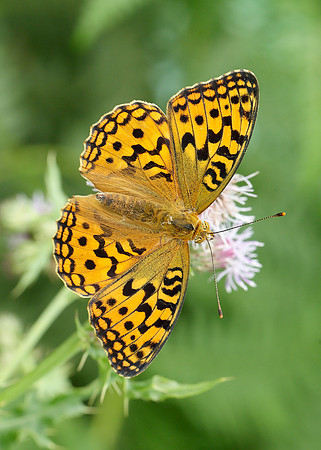 High Brown Fritillary Argynnis adippe