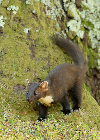Pine Marten Martes martes