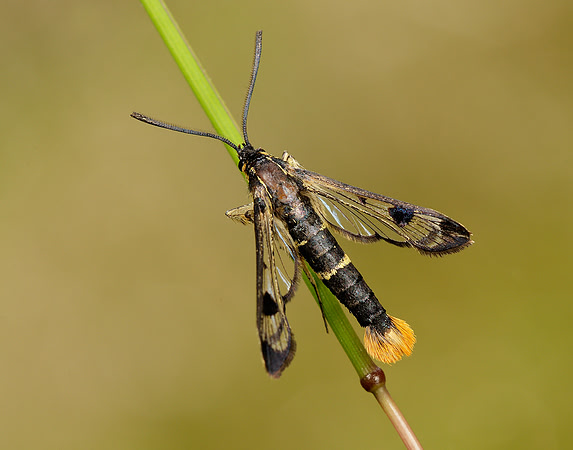 52.005 BF0376 Welsh Clearwing Synanthedon scolliaeformis