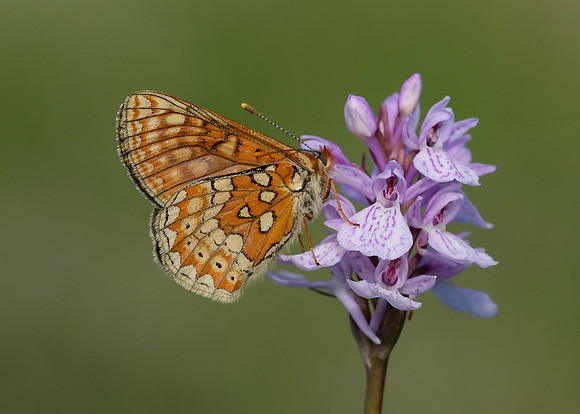 Marsh Fritillary Euphydryas aurinia