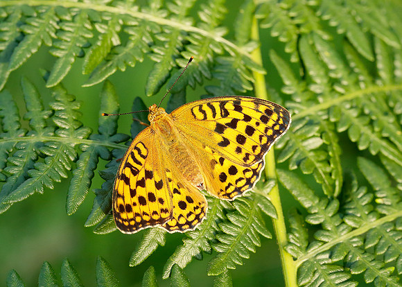 High Brown Fritillary Argynnis adippe