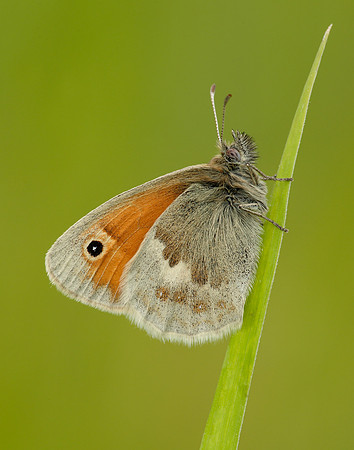 Small Heath Coenonympha pamphilus
