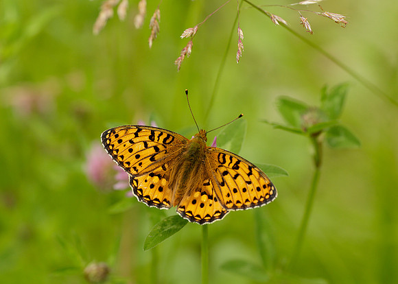 Dark Green Fritillary Argynnis aglaja