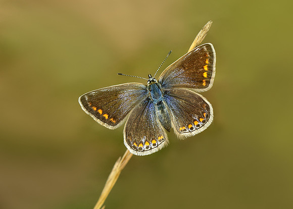 Common Blue Polyommatus icarus