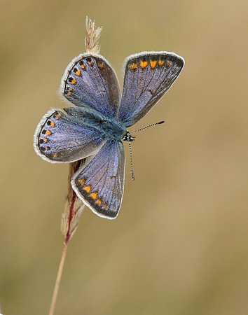 Common Blue Polyommatus icarus