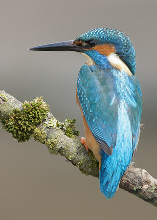 Kingfisher Alcedo atthis