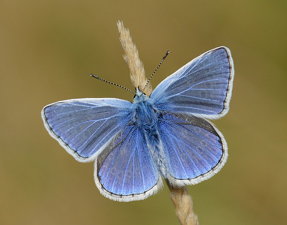 Common Blue Polyommatus icarus