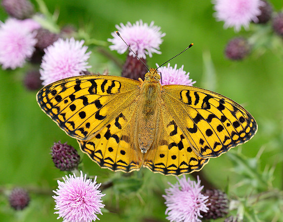 High Brown Fritillary Argynnis adippe