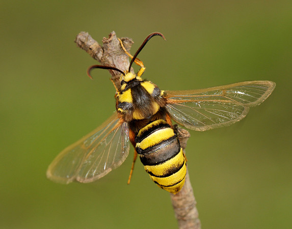 52.002 BF0370 Hornet Moth Sesia apiformis