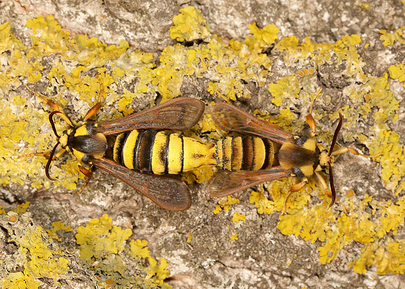 52.002 BF0370 Hornet Moth Sesia apiformis