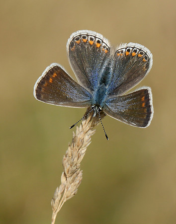 Common Blue Polyommatus icarus