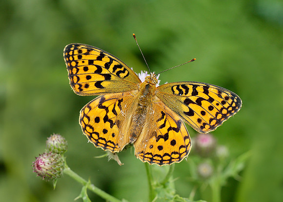 High Brown Fritillary Argynnis adippe