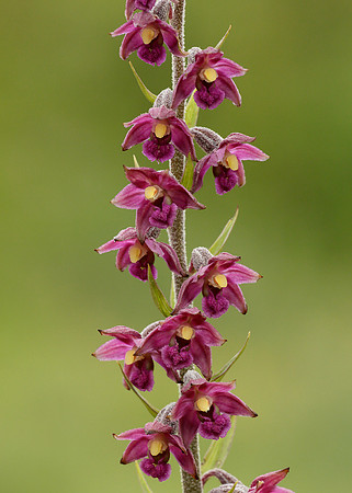 Dark Red Helleborine Epipactis atrorubens