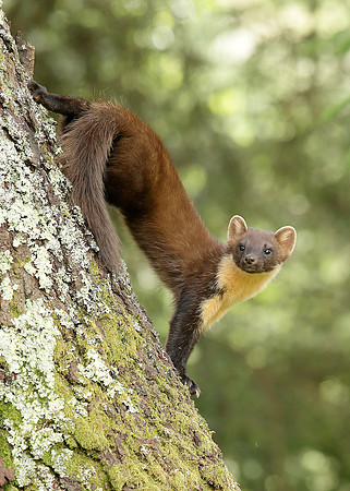 Pine Marten Martes martes