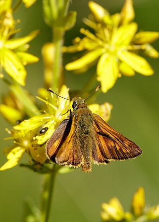 Large Skipper Ochlodes venata