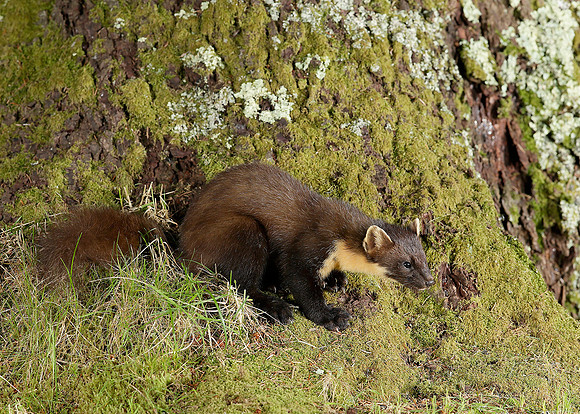 Pine Marten Martes martes