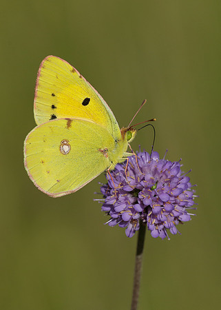 Clouded Yellow Colias croceus