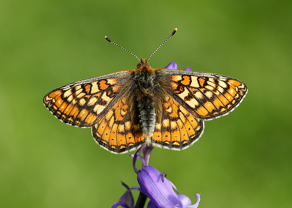 Marsh Fritillary Euphydryas aurinia