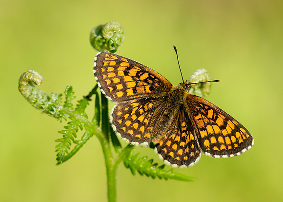 Heath Fritillary Melitaea athalia