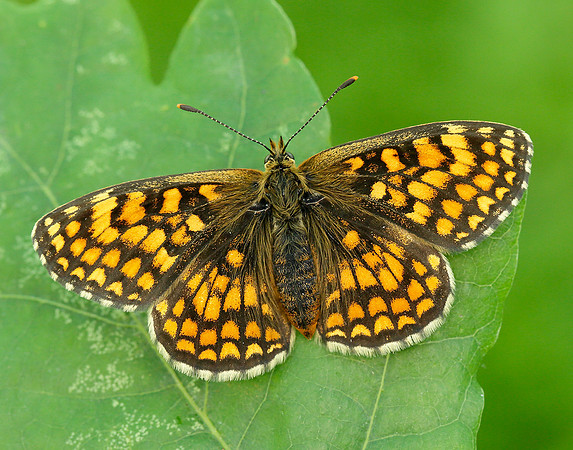 Heath Fritillary Melitaea athalia