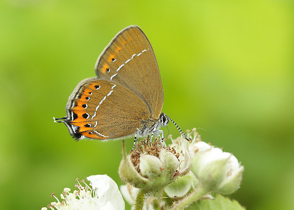 Black Hairstreak Satyrium pruni