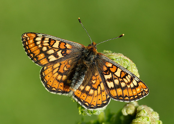 Marsh Fritillary Euphydryas aurinia