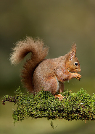 Red Squirrel Sciurus vulgaris